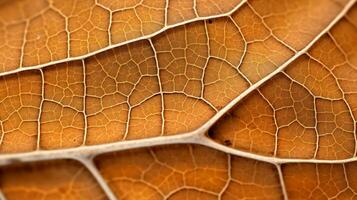 a close up view of the veins of an orange leaf generative ai photo