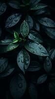 a dark background with green leaves and water droplets generative ai photo