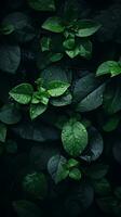 a dark background with green leaves and water droplets generative ai photo