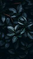 a dark background with leaves and water droplets generative ai photo