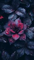 a dark red rose with water droplets on it generative ai photo