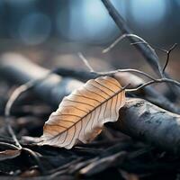 a dead leaf laying on the ground in the woods generative ai photo