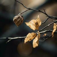 a dead leaf on a branch in front of a dark background generative ai photo