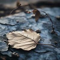 a dead leaf laying on the ground generative ai photo