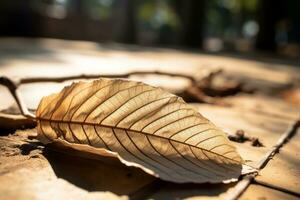 a dead leaf laying on the ground in the sun generative ai photo