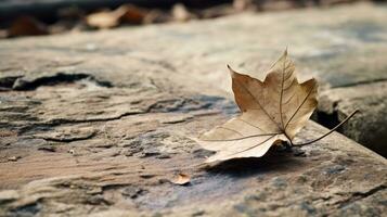 a dead maple leaf laying on the ground generative ai photo