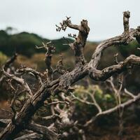 a dead tree in the middle of a field generative ai photo