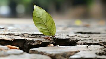 a green leaf is growing out of a crack in the ground generative ai photo