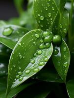 un verde planta con agua gotas en eso generativo ai foto