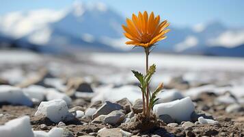 a lone orange flower in the middle of a barren field generative ai photo