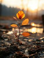 a plant growing out of the mud at sunset generative ai photo