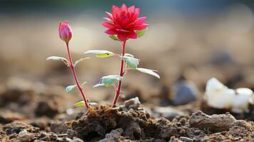 a red flower is growing out of the ground generative ai photo