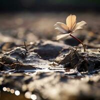 a single flower growing out of the mud in the middle of a field generative ai photo