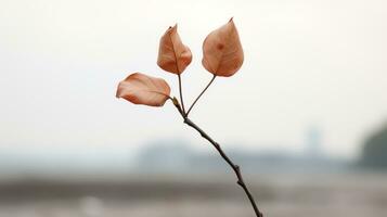 a single leaf on a stick in front of a blurry background generative ai photo