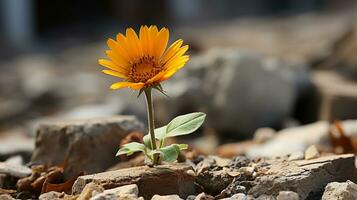 a single orange flower is growing out of a pile of rocks generative ai photo