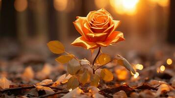 a single orange rose sits in the middle of a field at sunset generative ai photo