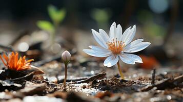 un soltero blanco flor es creciente fuera de el suelo generativo ai foto