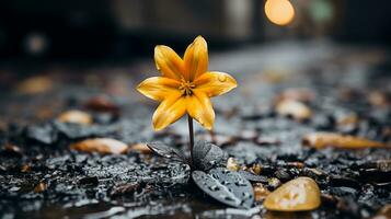 a single yellow flower growing out of the ground in the rain generative ai photo