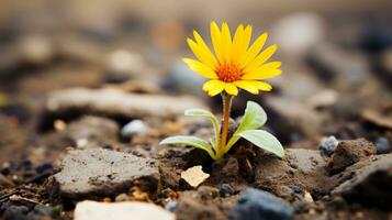 a single yellow flower is growing out of the ground generative ai photo