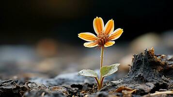 a small orange flower is growing out of the ground generative ai photo