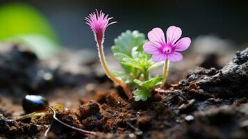 un pequeño rosado flor es creciente fuera de el suciedad generativo ai foto