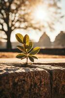 a small plant is growing out of a rock in front of the sun generative ai photo