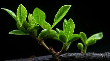 un pequeño planta con verde hojas en un negro antecedentes generativo ai foto