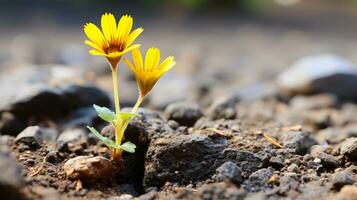 a small yellow flower is growing out of the ground generative ai photo