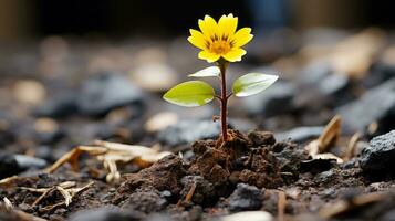 un pequeño amarillo flor es creciente fuera de el suelo generativo ai foto