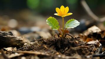 a small yellow flower is growing out of the ground generative ai photo
