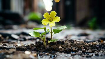 a small yellow flower is growing out of the ground generative ai photo