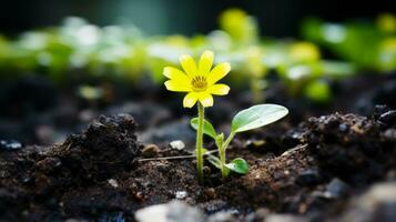 un pequeño amarillo flor es creciente fuera de el suelo generativo ai foto