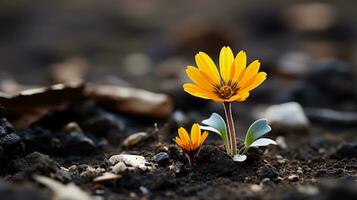 a small yellow flower is growing out of the ground generative ai photo