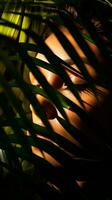 a woman is hiding behind a palm tree with her eyes closed generative ai photo