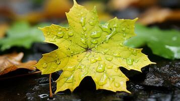 a yellow maple leaf with water droplets on it generative ai photo