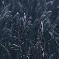 an image of tall grass in a field generative ai photo
