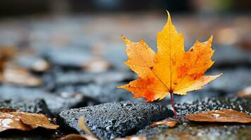 an orange maple leaf sits on top of some rocks generative ai photo