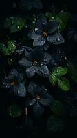 black flowers with water droplets on them in the dark generative ai photo