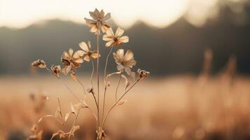 dried flowers in a field at sunset generative ai photo