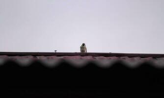 A sparrow perched on the roof photo