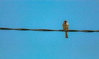A beautiful sparrow is perched on an electric cable against the blue sky photo