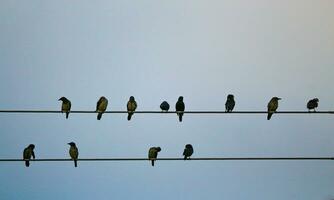 A group of sparrows is perched on a piece of electric cable against a blue sky photo