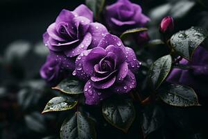 purple roses with water droplets on them generative ai photo