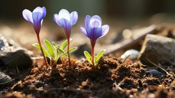 three purple crocuses growing out of the ground generative ai photo