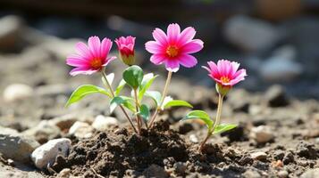 three pink flowers growing out of the ground generative ai photo