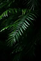 tropical palm leaves in the dark generative ai photo