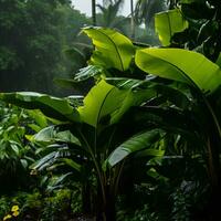 tropical rainforest in the rain generative ai photo