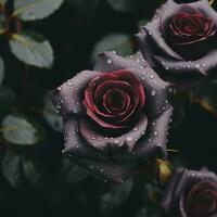 two dark purple roses with water droplets on them generative ai photo