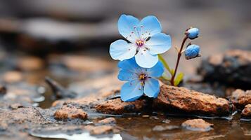 two blue flowers growing out of rocks in a puddle generative ai photo