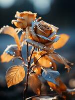 two roses with water droplets on them in the dark generative ai photo